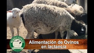 Preparación de alimento para hembras en lactancia [upl. by Dallas]