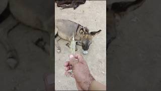 favor injection donkey shortsfeed animals donkey injection viralvideo viralreels [upl. by Binette64]