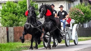 TRASURA CU CAI PENTRU NUNTA  Domeniul Cailor Bucovina 2018 [upl. by Akeenahs959]