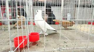 UPC PIGEON SHOW 2023  SATINETTE PIGEONS  THRISSUR KERALA [upl. by Messab]