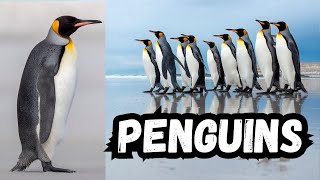 Penguins  All About Penguins for Kids  Penguins of the World for Children  Animal Videos for Kids [upl. by Baudelaire]