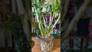 great tips propagation dendrobium plant from cutting branches short plant orchid [upl. by Malinde]