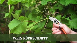 Sommer Beschnitt am Wein  Wann und wie beschneidet man Wein [upl. by Uke]