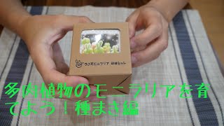 モニラリア  うさ耳！？多肉植物のモニラリアを育てよう育成キット [upl. by Vivien]