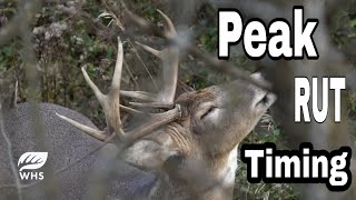 Peak Whitetail Rut Timing and Hunting Strategies [upl. by Ahseim]