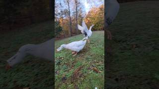 A noisy fall morning with the honkazoids geese [upl. by Vigen]