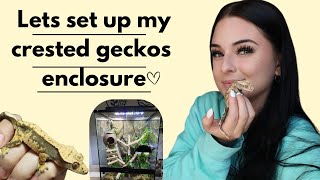 My Crested Geckos New Enclosure MEET MELVIN [upl. by Aivonas]