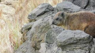 Tree hyrax call [upl. by Grata]