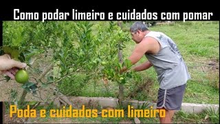 Com podar limoeiro  Como podar pé de limão  Poda e cuidados com pomar para produzir frutas pomar [upl. by Dirk]