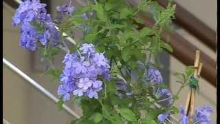 CIFO  Ascolta le tue piante  Il Plumbago [upl. by Assilrac890]