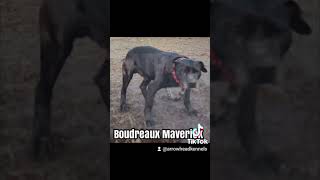 Boudreaux Maverick [upl. by Akyeluz989]