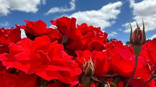 Werribee Rose Garden Festival werribee rosegarden australia melbourne flowers roses [upl. by Phaidra]