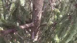 Extreme Tree Free Climbing  No Ropes [upl. by Carlen550]