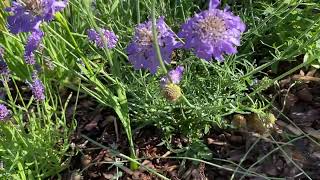 Scabiosa ördögszem [upl. by Kristal688]