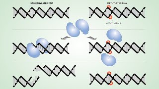 DNALC Short Introduction to DNA Methylation [upl. by Mitran]