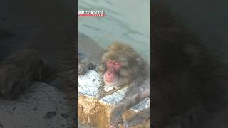 Hokkaido monkeys soak in hot springsーNHK WORLDJAPAN NEWS shorts [upl. by Nosak727]