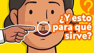 ¿Sirven de algo estas OTRAS 7 partes de tu cuerpo 👫 [upl. by Kinom]