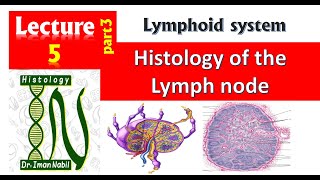 5cHistology of the lymph nodeBlood and lymphoid system [upl. by Rollo]