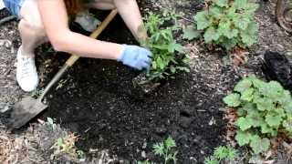 How to Plant a Grafted Tomato video [upl. by Evetta]