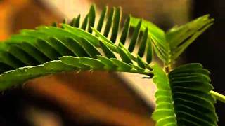 Mimosa touch sensitive plant Time Lapsed [upl. by Maurizia759]