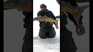 Salmon hardwater icefishing maine salmon [upl. by Melicent322]