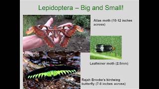 Entomology 1111  2018  Lecture 10  Hexapod Orders  Trichoptera through Diptera [upl. by Elimay]