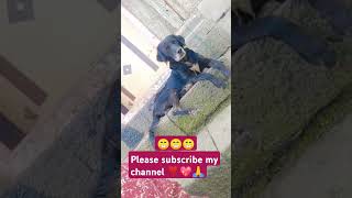 Viral video📸cutedog lovers😍shortsviralshortsfeedplease subscribe my channel ❣️💖🙏 [upl. by Kenison824]