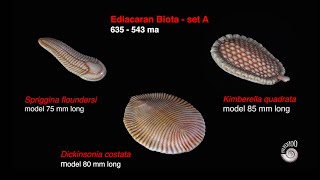 Ediacaran BiotaSet A [upl. by Lehcim]