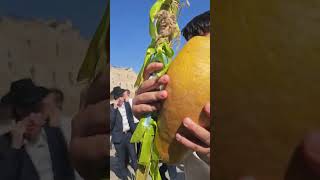 איזה גודל  Huge Etrog and Lolav nevergiveup prayforisrael 4minim sukkot jerusalem [upl. by Aznaed]