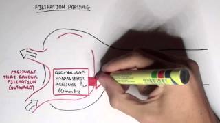 Nephrology  Glomerular Filtration [upl. by Ytsanyd]