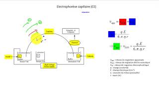 Électrophorèse capillaire  Rappel théorique [upl. by Elyad]