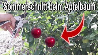 Apfelbaum Sommerschnitt Wie du deinen Apfelbaum jetzt schneiden musst [upl. by Naot544]