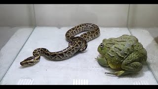 Bullfrog vs Python Who Should Have Won [upl. by Prissy351]