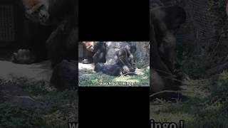 little gorilla mimics silverback 🤣 gorillatag 金剛猩猩 台北市立動物園 shorts [upl. by Standush]