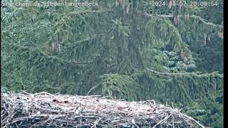 Livestream  Storchennest in Siedenlangenbeck [upl. by Artied]