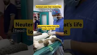 Sedated male Cats operation for fight control population control cat reels neutering spaying [upl. by Proffitt12]