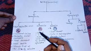 Leucocyteswhite blood cellswbceasily explainedHindi [upl. by Wordoow]