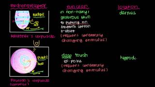 Pacinians Corpuscle and Merkels Disk [upl. by Earased]