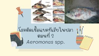 โรคติดเชื้อแบคทีเรียในปลา ตอนที่ 2 Aeromonas spp [upl. by Htnicayh]