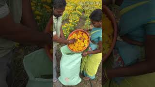 గైల్లార్డియా సాగు agriculture gaillardia flowers farming shorts shotsvideo youtubeshorts [upl. by Urian]