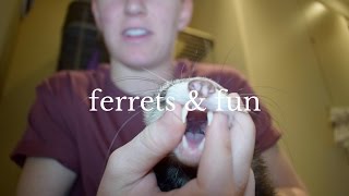 Everything You Need to Know Before Buying A Ferret [upl. by Honan]