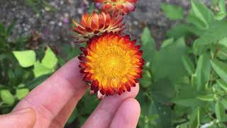 How to Save Strawflower Seeds [upl. by Sanyu]