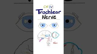 Trochlear Nerve  4th Cranial Nerve  CN IV  Neuroanatomy anatomy physiology brain neuro nurse [upl. by Adnopoz]