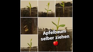 🍎 Apfelbäumchen selber ziehen 🌱 [upl. by Fowle]