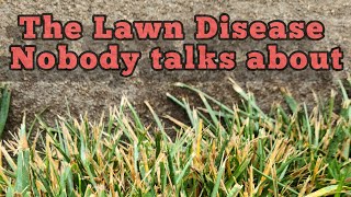 Lawn Disease  Melting Out and Leaf Spot [upl. by Akiner]