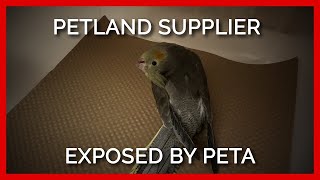 Petland Supplier Exposed By PETA [upl. by Camile]