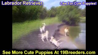 Labrador Retriever Puppies For Sale In Butte Silver Bow Montana MT Helena Havre Kalispell [upl. by Latreshia299]