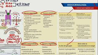 ENDOCRINOLOGIA PART 03  FISIOLOGIA INSULINA GLUCAGON SOMATOSTATINA [upl. by Ahsien]