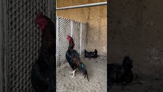 Pakko breed shortvideo aseelmurga shamochicks birds shamoaseelrooster [upl. by Adriena]