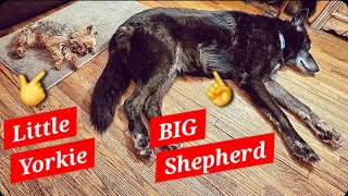 Little Yorkie VS BIG Shepherd [upl. by Llen]